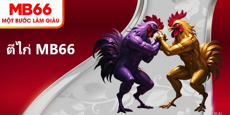ตีไก่ MB66 – ติดตามการต่อสู้ไก่ชินที่น่าตื่นเต้น