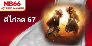 ตีไก่สด 67 – สถานที่ที่นักเล่นไก่ได้สนองความหลงใหล