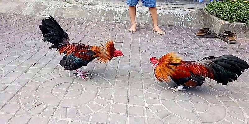แนะนำสตูดิโอการเดิมพันตีไก่ MB66
